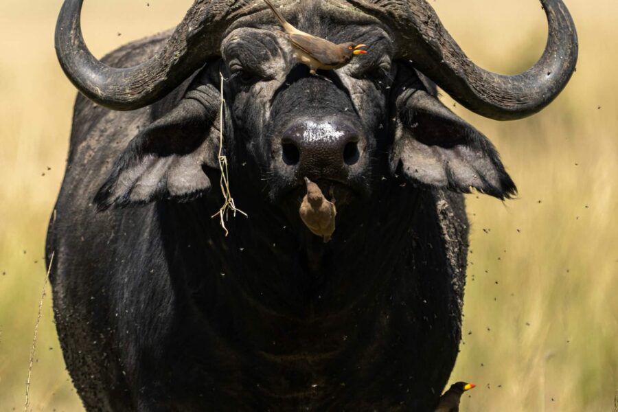 5 Days Serengeti & Ngorongoro Safari