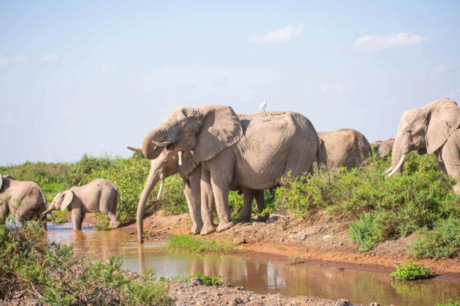 5 Days Maasai Mara, Lake Nakuru & Lake Naivasha Safari