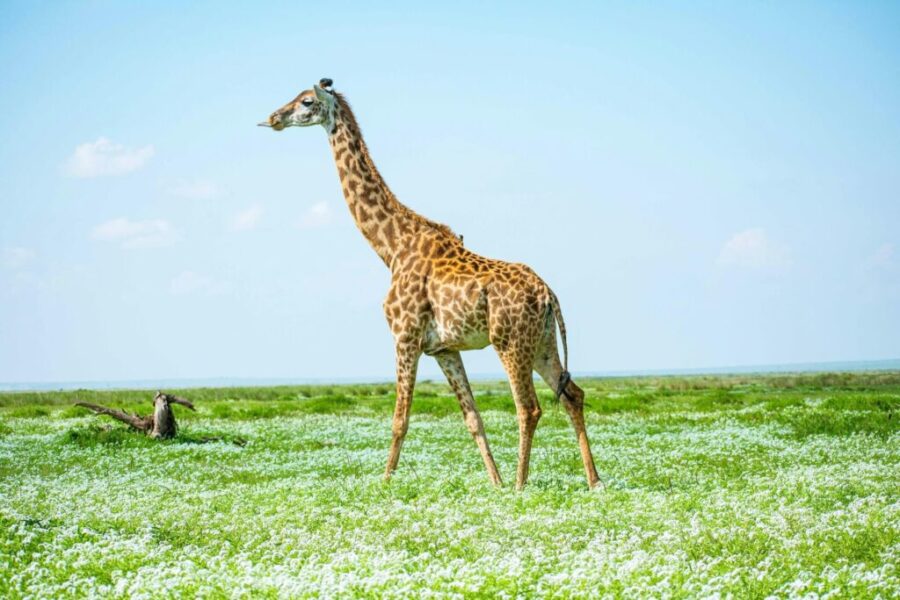 3 Days Maasai Mara Safari