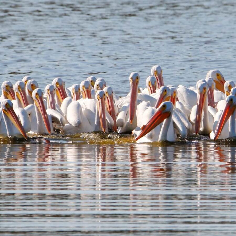 Lake Naivasha National Park