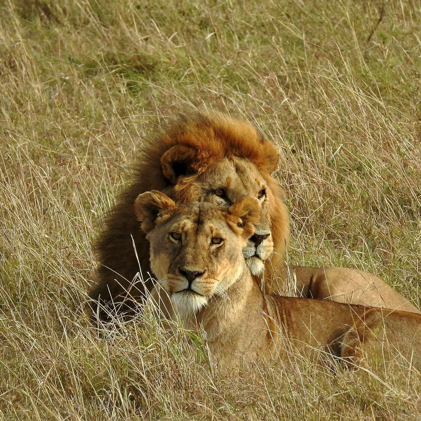 Ngorongoro Conservation Area